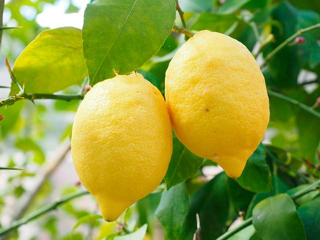 Полезные продукты для печени: лимон